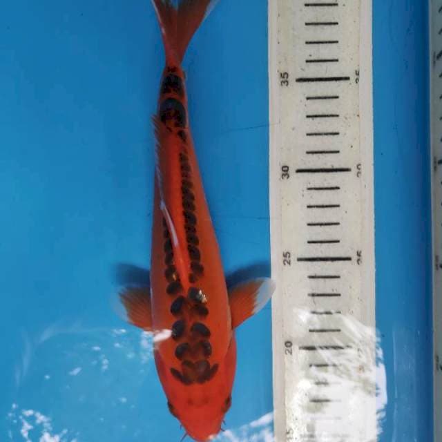 Mizuho, 25cm