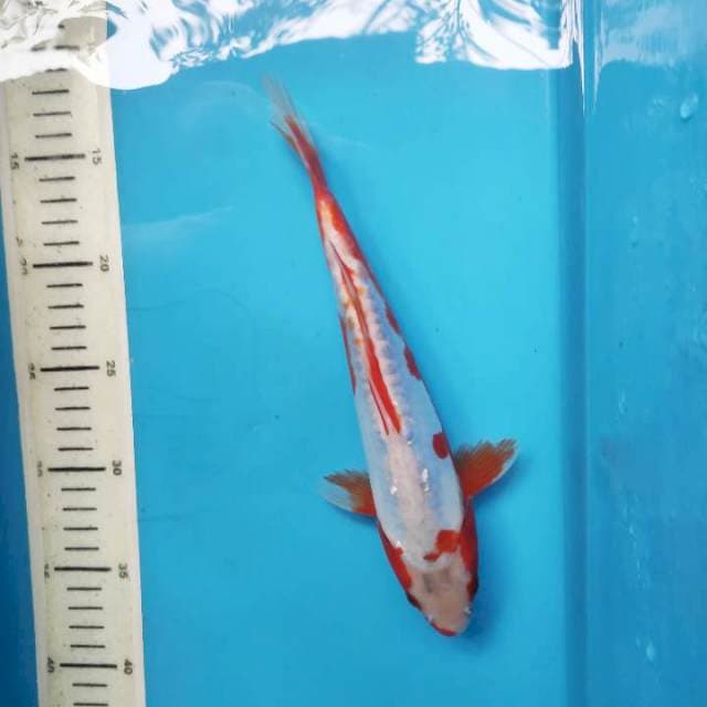 Kosui HQ, 25cm