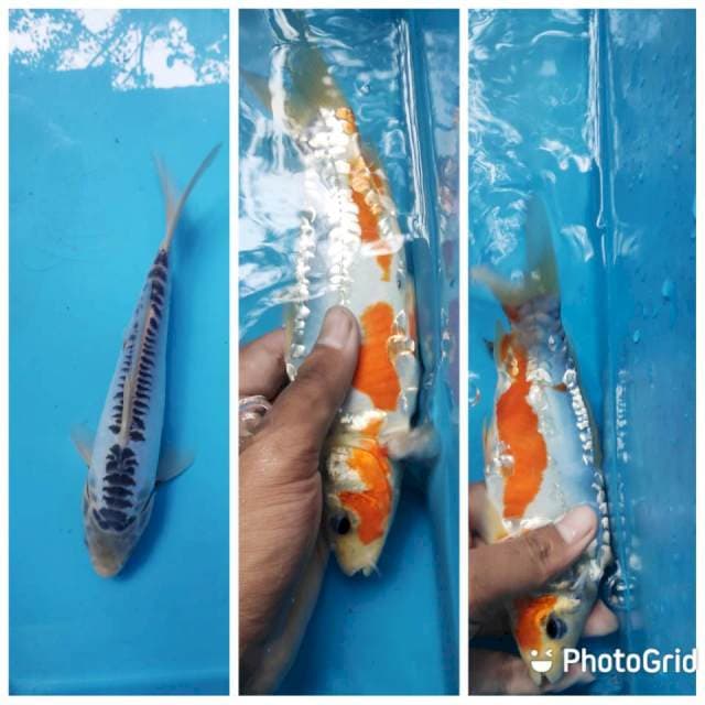 Shusui, 24cm