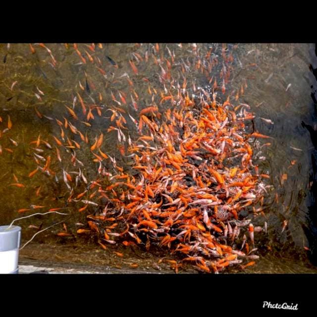 5cm+- ,Kohaku Sanke Goromo , Paket 500ekor