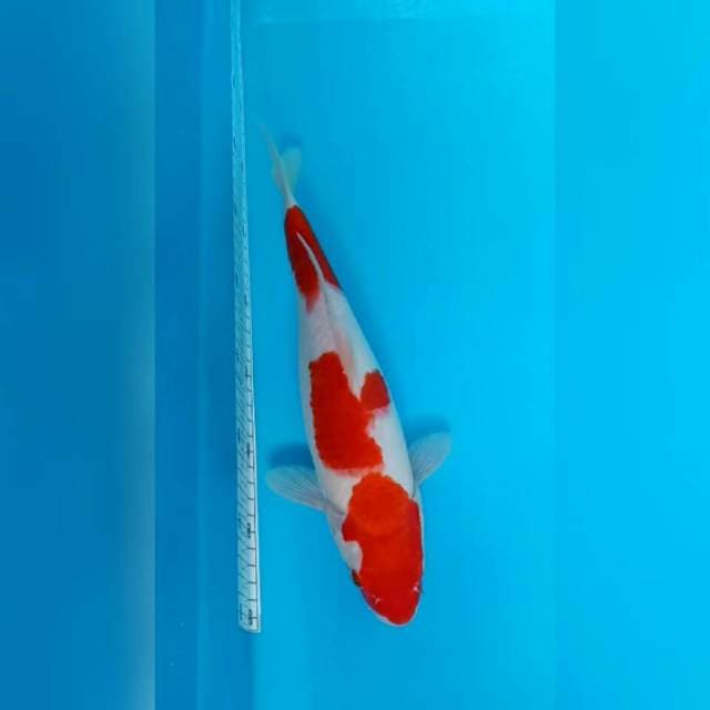 HQ.KOHAKU