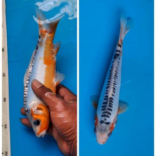 Shusui 23cm
