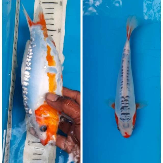 Shusui 14cm