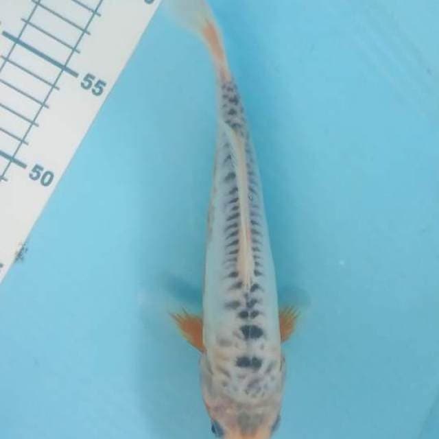 shusui 24 cm