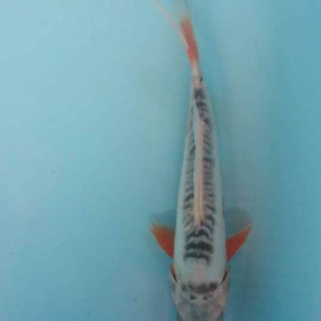 shusui 24