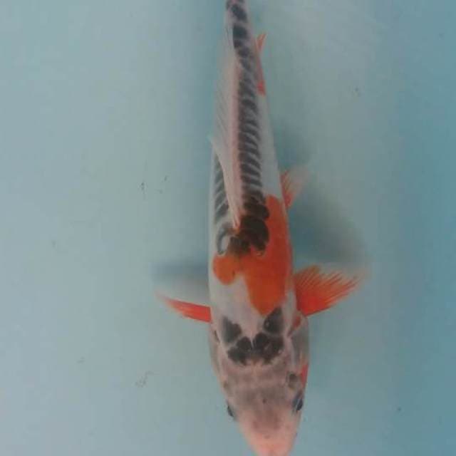 shusui 24 cm