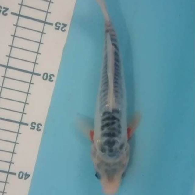 shusui 24 cm