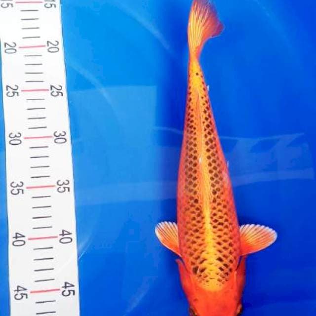 KIN MATSUBA 35CM