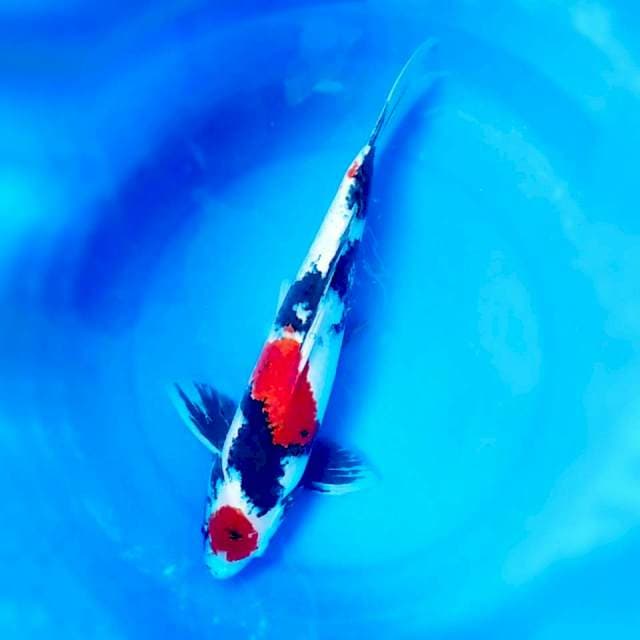 MARUTEN SHOWA 45CM