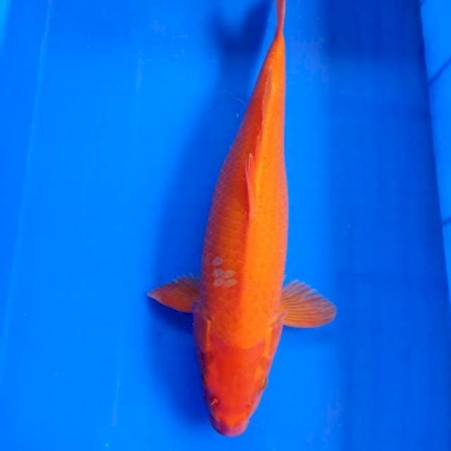 Red karashi jumbo