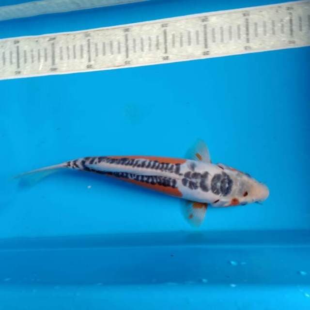 Shusui 31cm