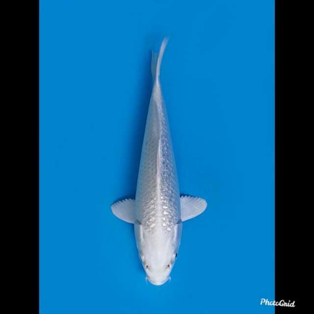 21cm mle , Platinum Ginrin