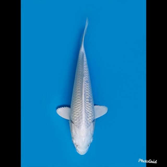 23cm ,Platinum