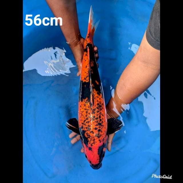 56cm Male , Jumbo Hi Utsuri Unique 