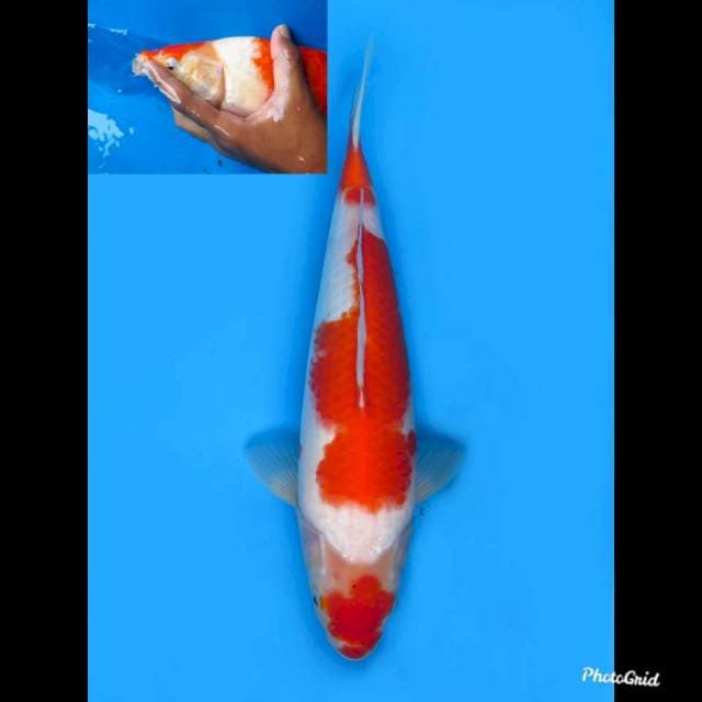 38cm Male , Kohaku