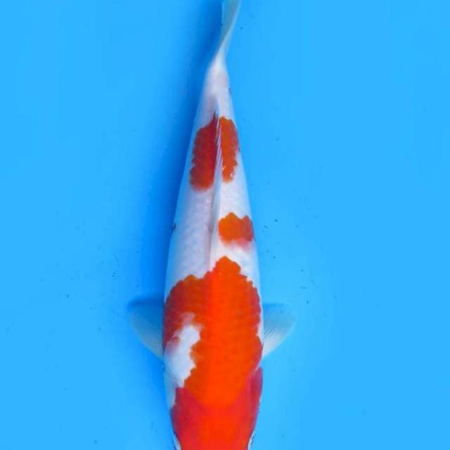 Kohaku