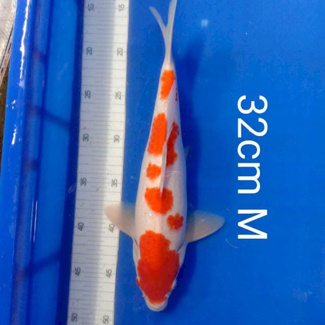 UCIBENI Sakura