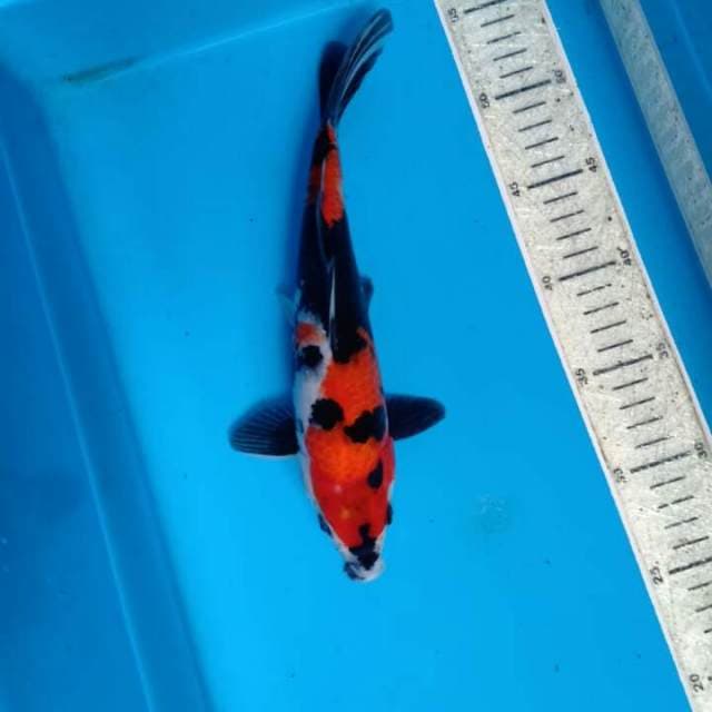 Showa 28cm