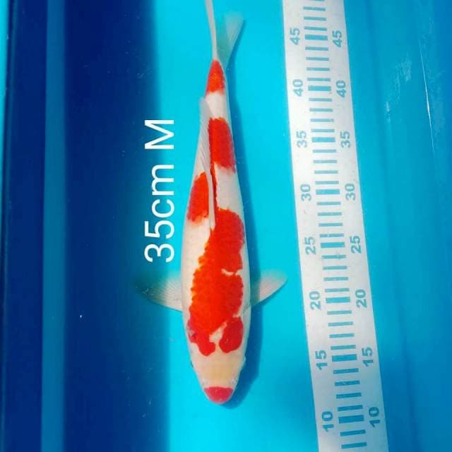 UCIBENI INAZUMA ori 35cm M