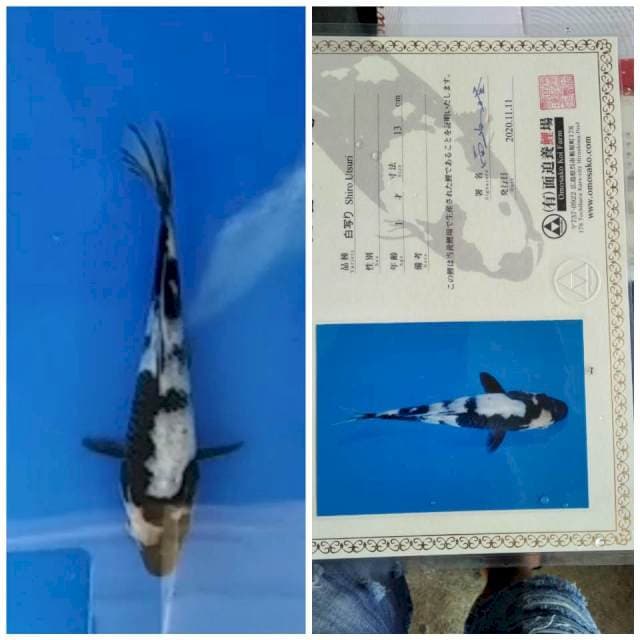 Shiro 20BU HQ import farm Omosako 