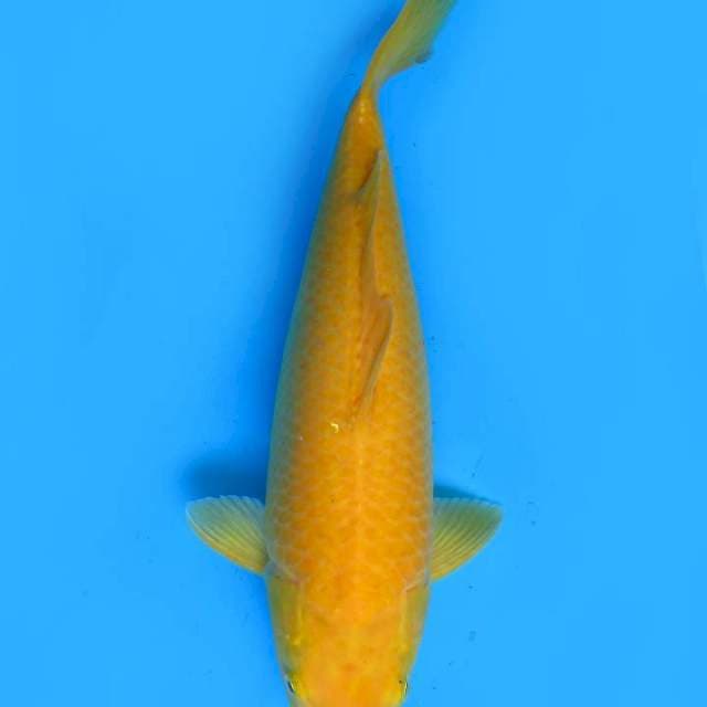 41cm , F1 Jumbo Karashi Jinak