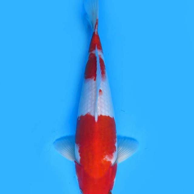 34cm , Kohaku Merah Darah 