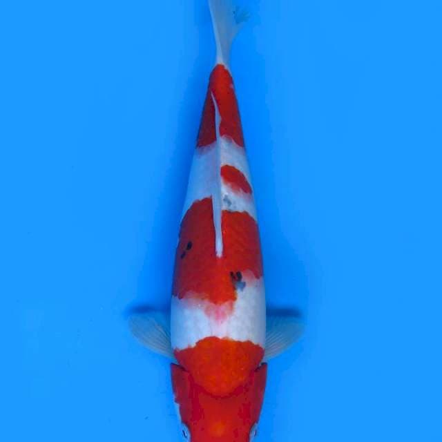 34cm , Red Sanke Yondan , Ori Patern 