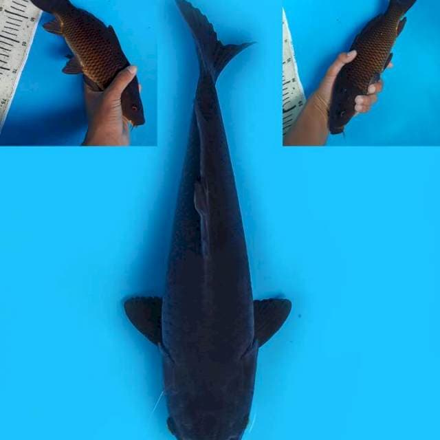 30cm , Karasu dada merah 