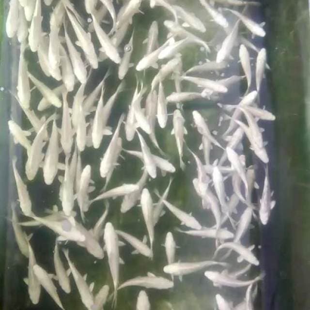 Platinum 100ekor 10-14cm