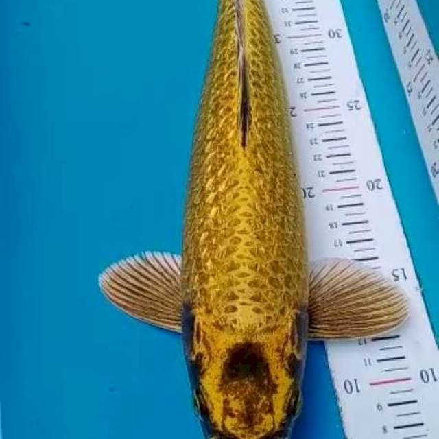 Gold mukashi