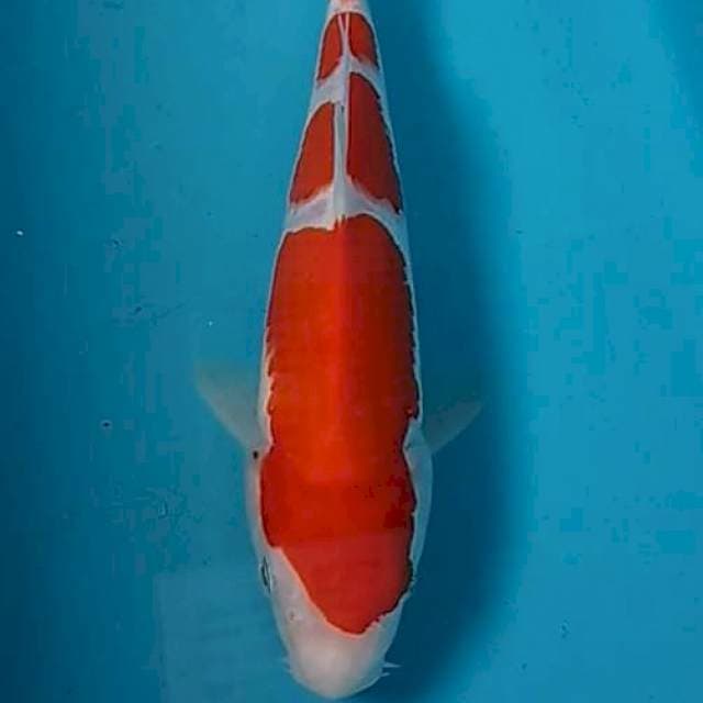 Kohaku cuttting kering