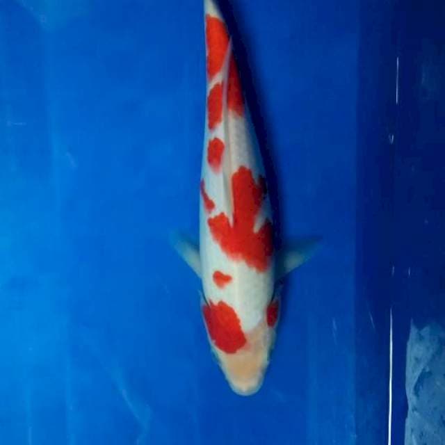 Kohaku Strong SQ