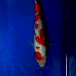 Kohaku Strong SQ