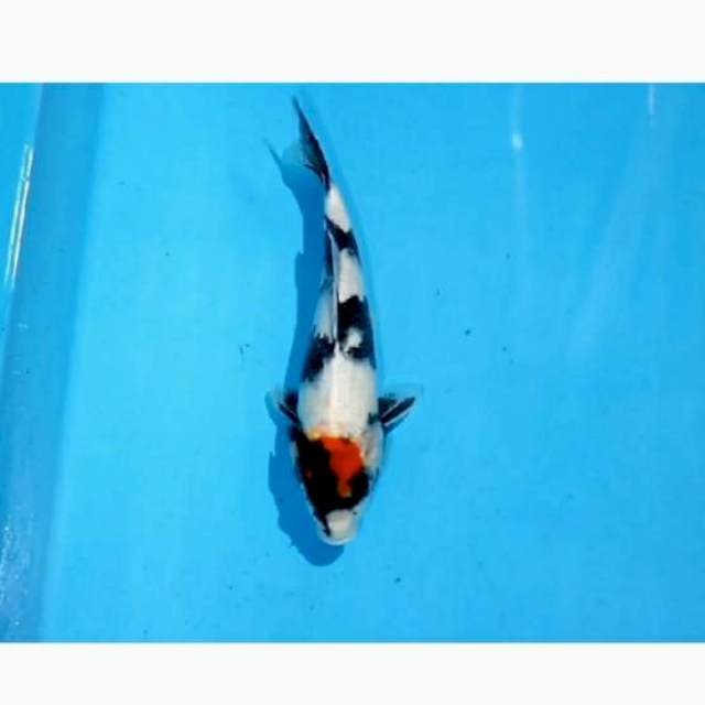 Tancho showa 30cm male 