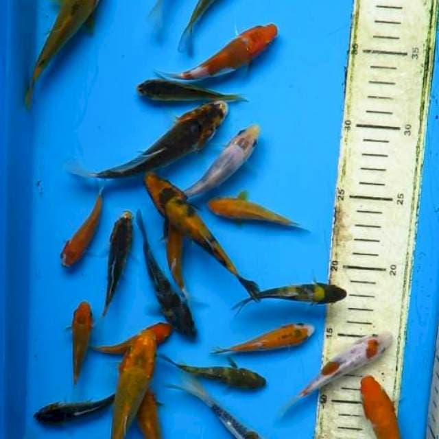 8-15-20cm , Mix 25ekor