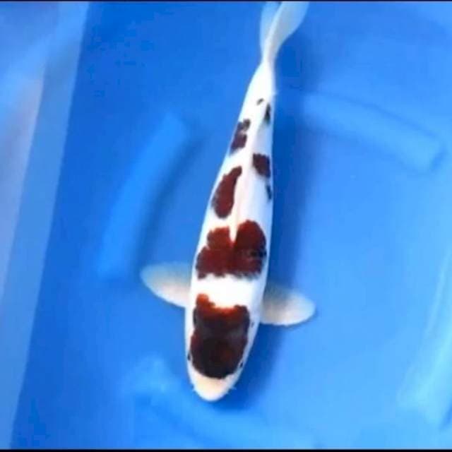 goromo 36 cm 