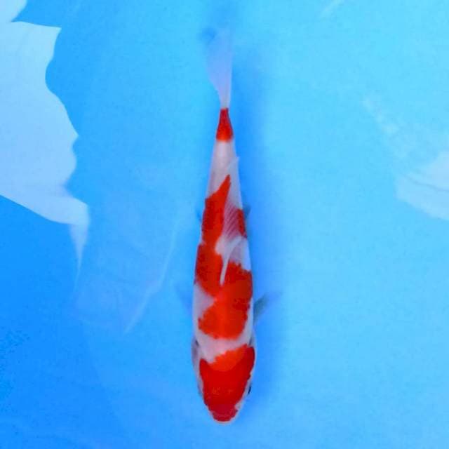 Kohaku 15 cm