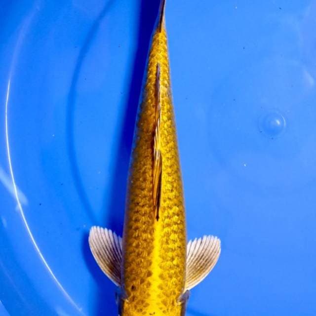 Mukashi ginrin