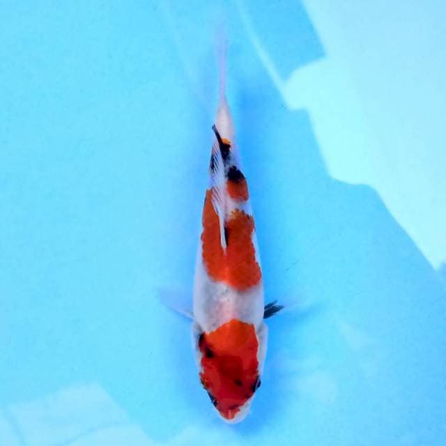 Kindai Showa 15 cm