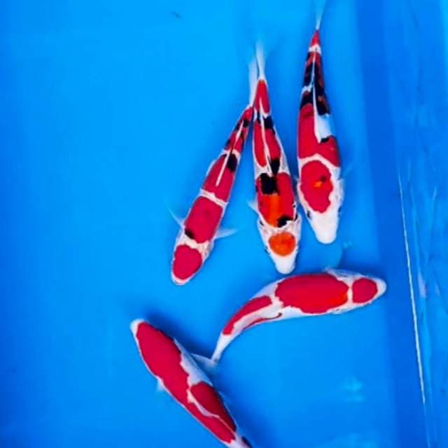 kohaku sanke 19-20 cm