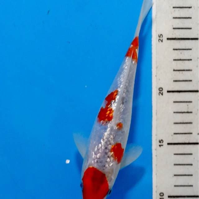 Goshiki ginrin Merah