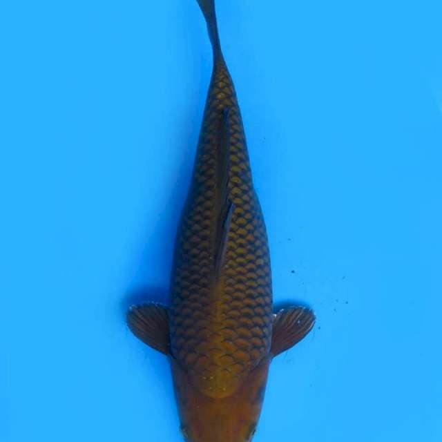 Chagoi
