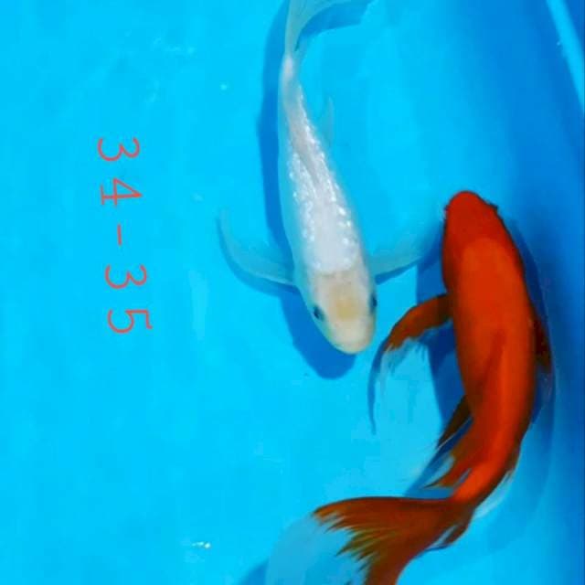 Sleyer merah putih
