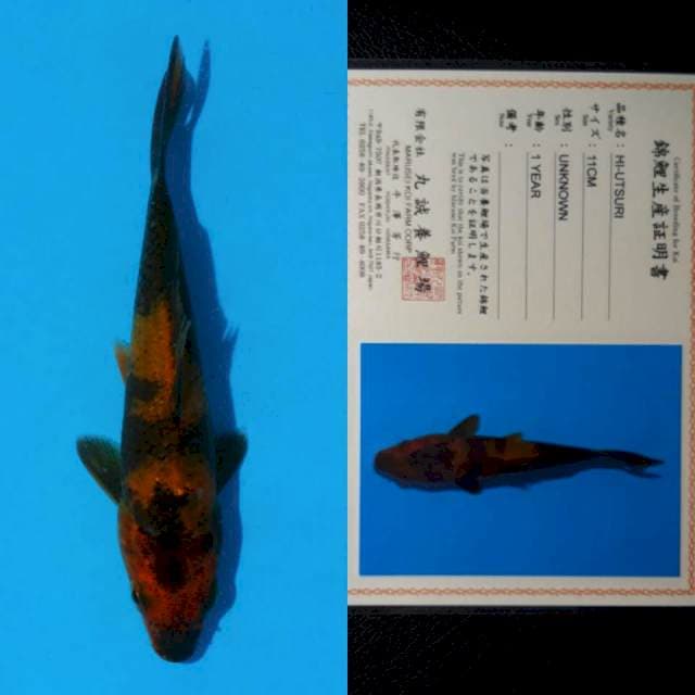 marusei hi-utsuri 13cm