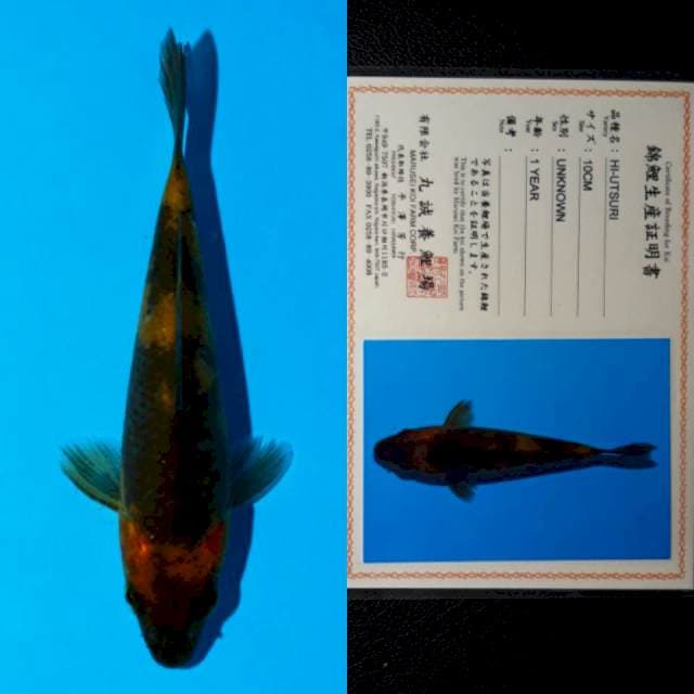 marusei hi-utsuri 13cm
