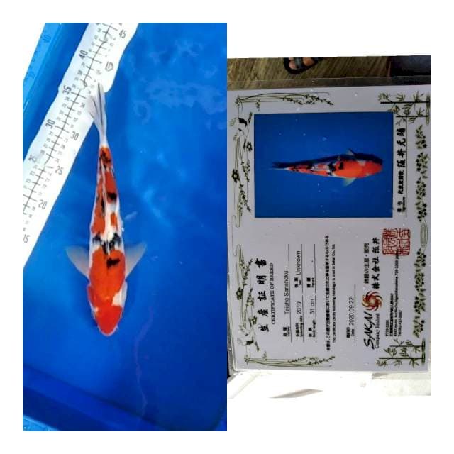 Sanke sakai ltd