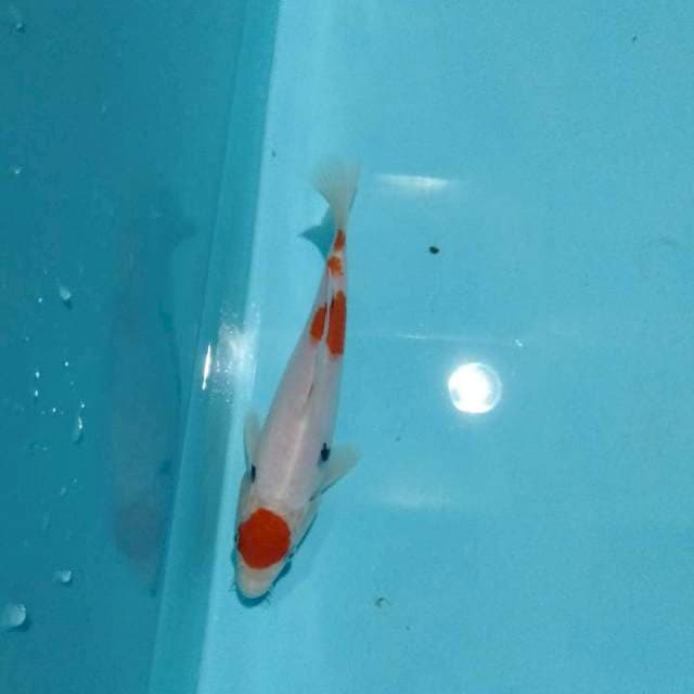 Kindai showa 22 cm