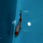Kindai showa 22 cm