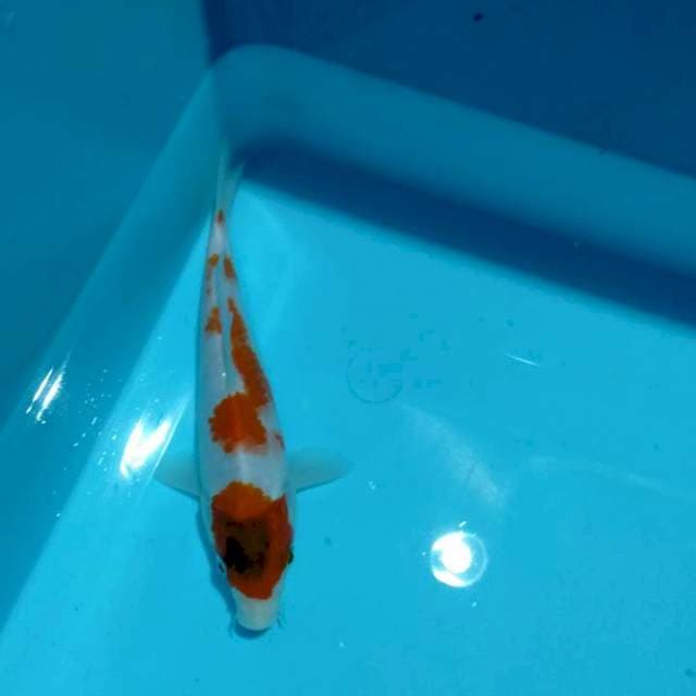 Maruten showa tattegoi  20 cm