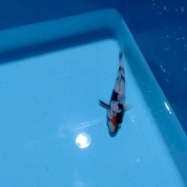 Tancho showa 17 cm